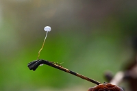 witte taailing (Marasmius epiphyllus) 11-2019 0532